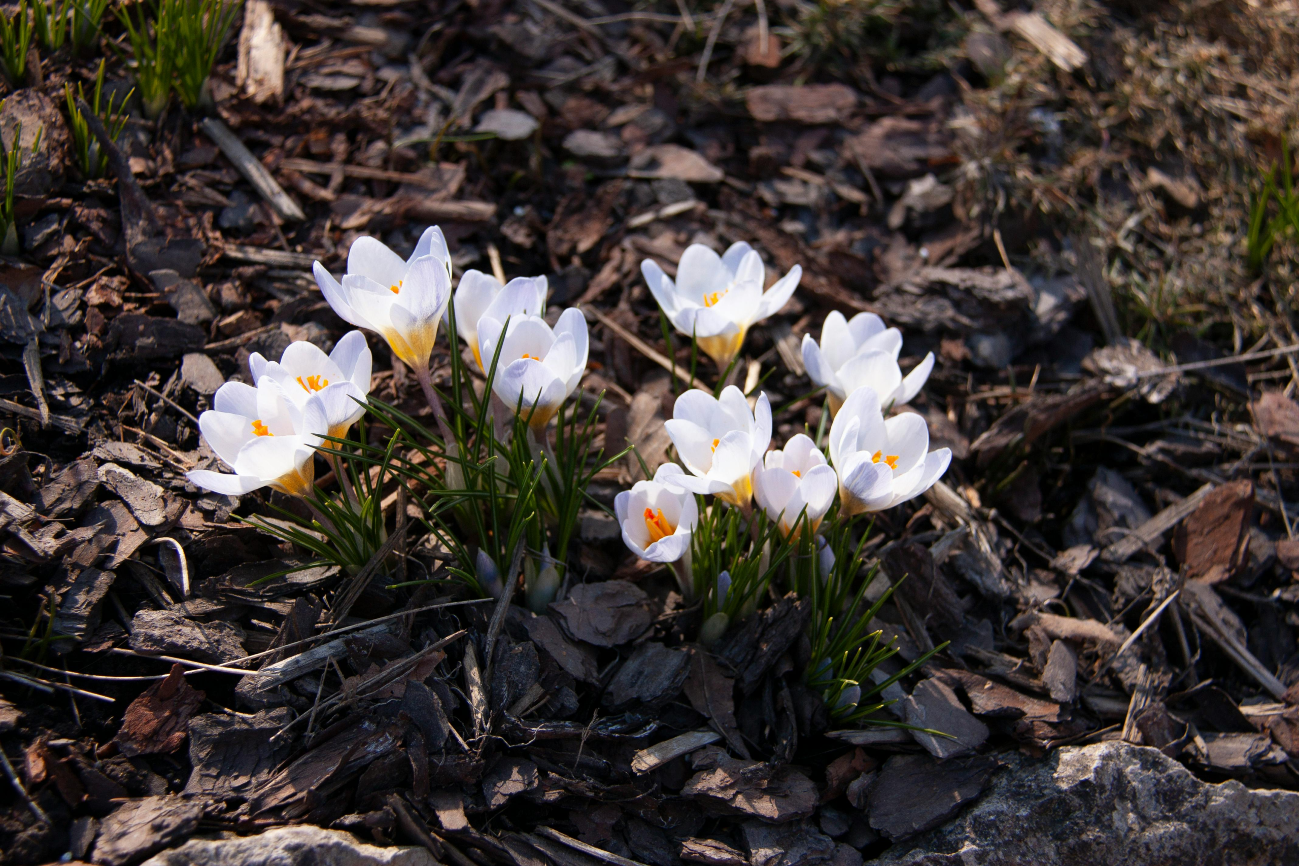 A cluster of white crocuses blooming amidst natural mulched ground, signaling the arrival of spring.